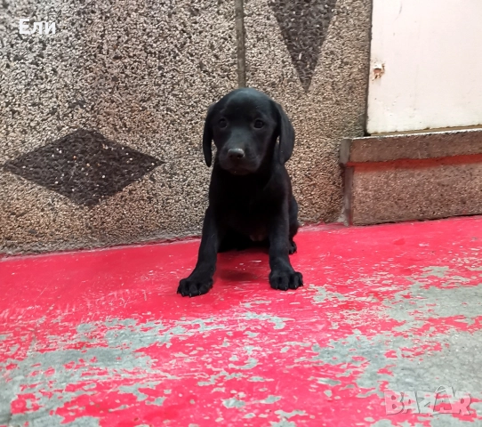 Лабрадор ретривър , снимка 3 - Лабрадор ретривър - 52892628