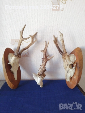 Рога от саръндаци и зъби от диво прасе, 70-80те години, снимка 4 - Колекции - 52583206
