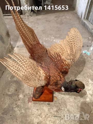 Продавам препариран фазан