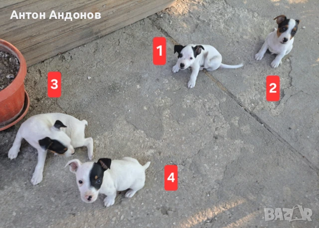 4 Малки Джак Ръсел Териер, снимка 1