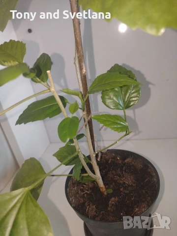 Хибискуси/китайски рози с едри кичести цветове, снимка 5 - Стайни растения - 52044964