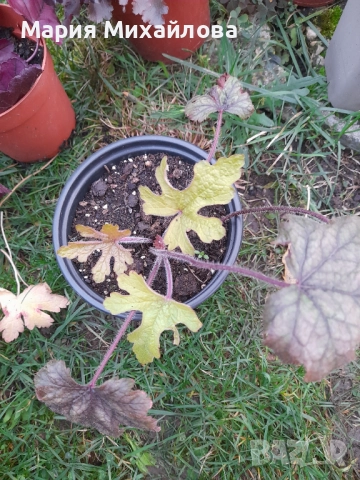 Различни видове Хойхери, снимка 5 - Градински цветя и растения - 52291355