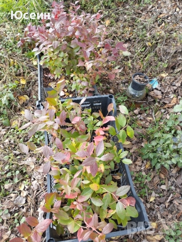 Американска боровинка , снимка 8 - Разсади - 52578002