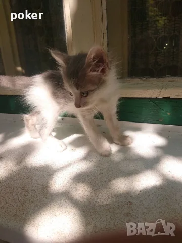 Подарявам котенца , снимка 3 - Други - 56175542