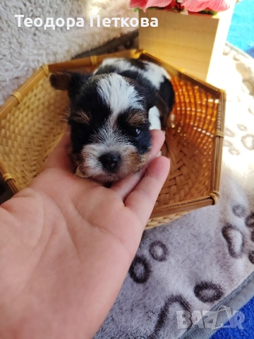 мини йоркширски териер бивър, снимка 1