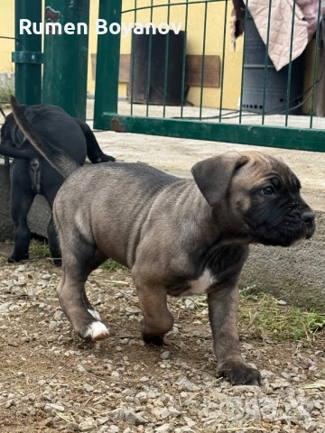 Кане Корсо , снимка 12 - Кане корсо - 52678102