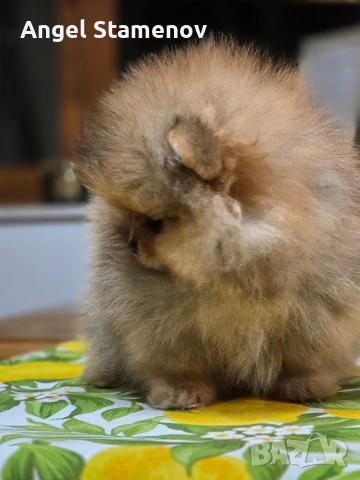 Померанче,шоко тан момиченце!, снимка 8 - Померан - 53685781