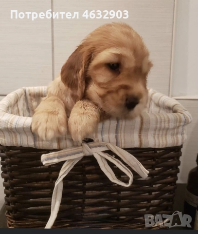 кокер шпаньол момче родословен баща , снимка 2 - Кокер шпаньол - 52776611