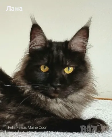 Мейн кун Мейн Куун коте Maine Coon , снимка 2 - Мейн кун - 40421222