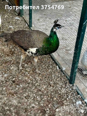 Пауни индийски на 1 година и половина, снимка 3 - други­ - 51788811