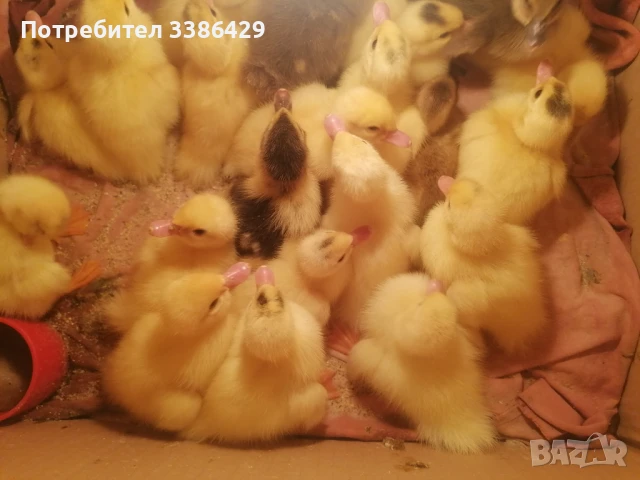 Пуйки, неми патици,  токачки, снимка 2 - Патици и гъски - 48423171