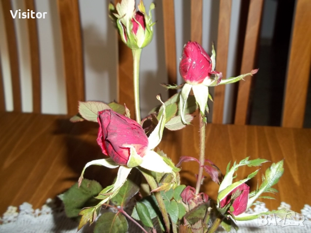 Kodak EasyShare M531  14MPx, снимка 14 - Фотоапарати - 52896491