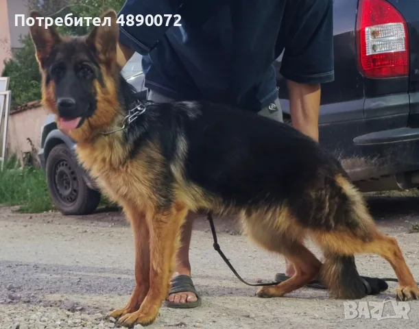 Немска овчарка женска на 8 месеца., снимка 3 - Немска овчарка - 55334259