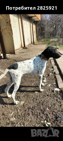  ловджийски Курцхаар , снимка 2 - Курцхаар - 49543294