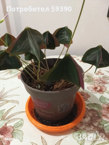 растение детелина 