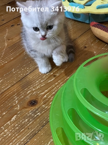 Британско сребърно коте, снимка 5 - Британска късокосместа - 52817504