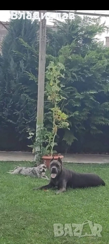 Продавам Кане Корсо женско на 2г и 2 м