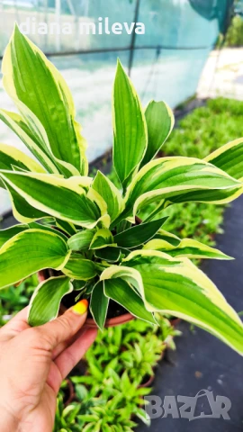 Хоста „Върколак“, Hosta 'Wolverine', снимка 1