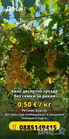 Бяло десертно грозде 