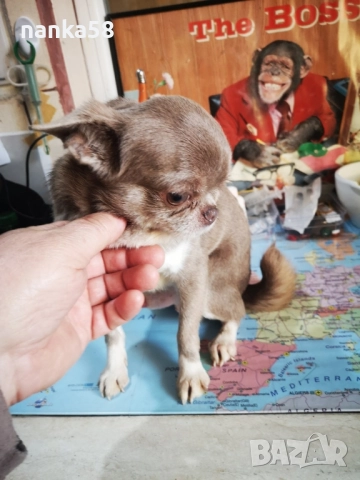 Продавам чихуахуа, снимка 4 - Чихуахуа - 52630064