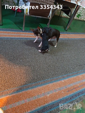 Чихоa   родени са 23.11.25, снимка 9 - Чихуахуа - 52791732