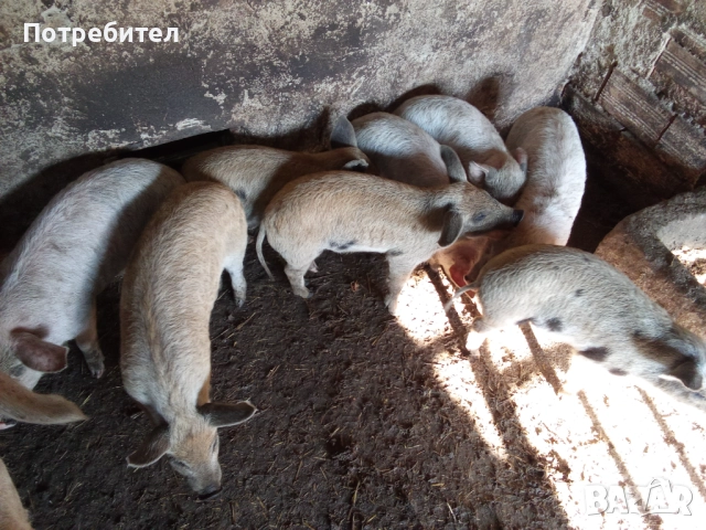 Прасенца отбити имунизирани 150лв, снимка 4 - Прасета - 52661915