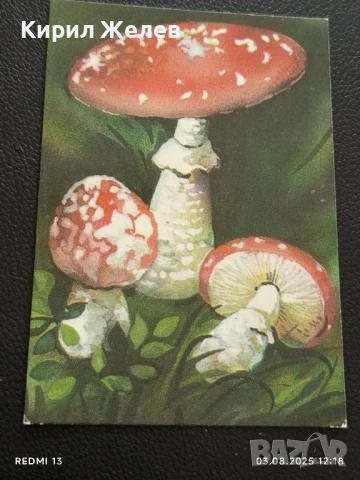 Старо календарче серия диви гъби за КОЛЕКЦИЯ ДЕКОРАЦИЯ 35340