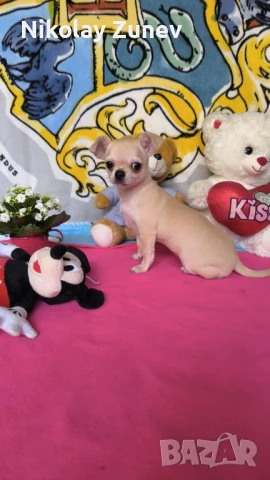 Женско късокосместо чихуахуа , снимка 1