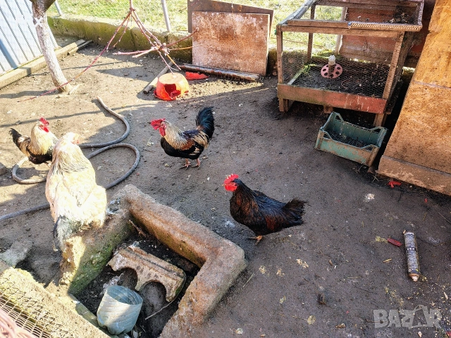 Петли, снимка 13 - Кокошки и пуйки - 53733827