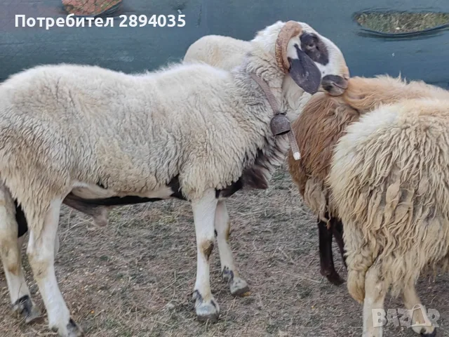 бартер за крави телета , снимка 13 - Овце - 55868544
