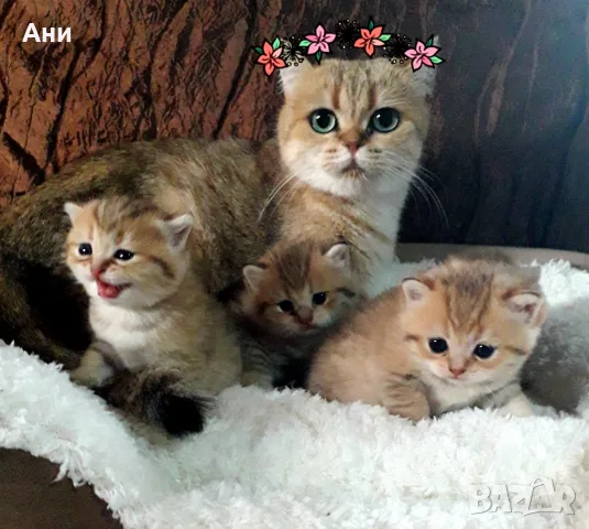 ТОП ЦЕНА .БРИТАНСКИ ЗЛАТНИ ЧИНЧИЛИ