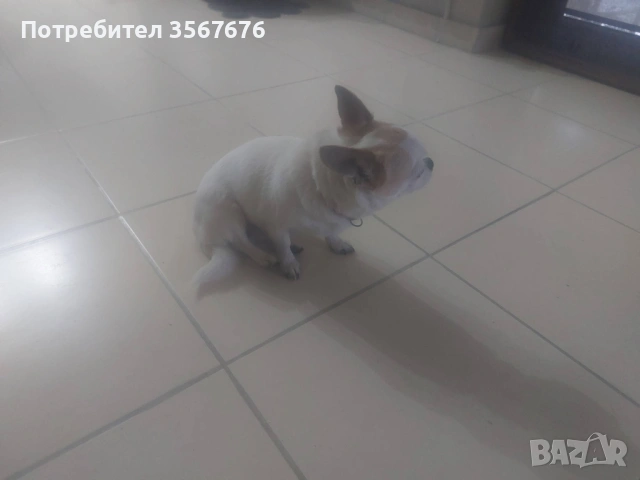 Чихуахуа мини момиче, снимка 5 - Чихуахуа - 53341758