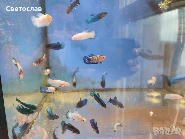 Аквариумни рибки , снимка 8 - Рибки - 55792845