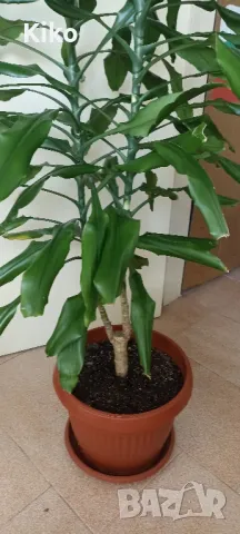 Палма Драцена - 170 см , снимка 2 - Стайни растения - 49345227