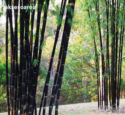100 бр. нови висококачествени семена Студоустойчив черен бамбук от САЩ за Декорация дома грасдината, снимка 14 - Сортови семена и луковици - 49812622