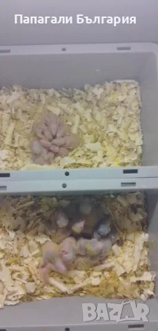 Ръчно хранени папагалчета Монах, снимка 6 - Папагали - 50417000