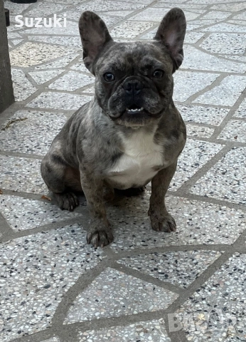 Мъжки Френски Булдог, снимка 9 - Френски булдог - 50461860
