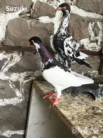 Гълъби - Датски летачи и Спортни пощенски, снимка 9 - Гълъби - 52565161