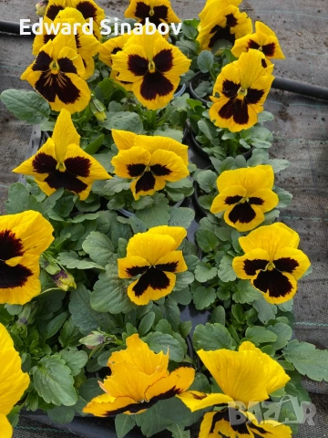 Теменужки с едри цветове, снимка 5 - Градински цветя и растения - 53468468