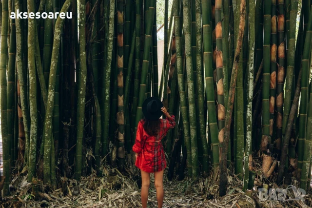 Качествени Семена от бамбук Bambusa arundinacea бързо растящи бамбукови растения за украса на дома, снимка 4 - Сортови семена и луковици - 50483666