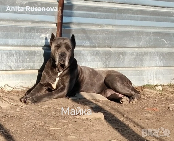 Кане Корсо, снимка 6 - Кане корсо - 52877945