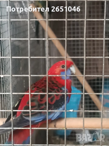 Розели, снимка 5 - Папагали - 53596887