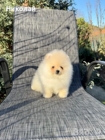 Померан мини момче. Померанче, снимка 3 - Померан - 53624474