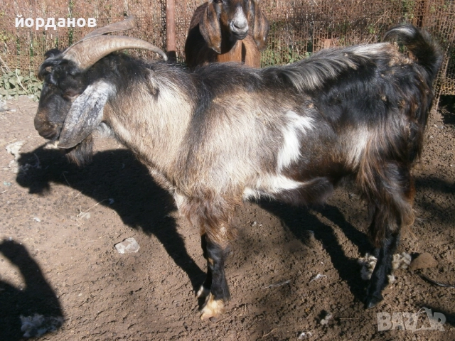 Свободен козел, снимка 2 - Кози - 52447766