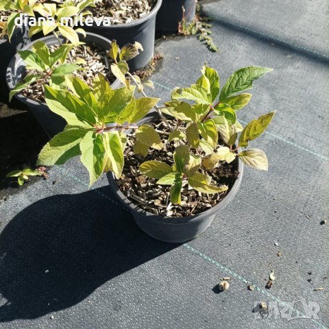 Хортензия Розовата Лейди за супер слънце, Hydrangea Paniculata 'Pink Lady', снимка 5 - Градински цветя и растения - 42656245