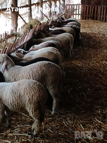 Свободни агнета.