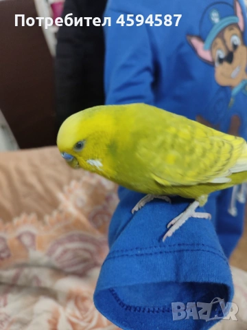 Корела и вълнист папагал социални , снимка 3 - Папагали - 53785461