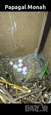 Ръчно хранени папагали Монах, снимка 8 - Папагали - 40634171