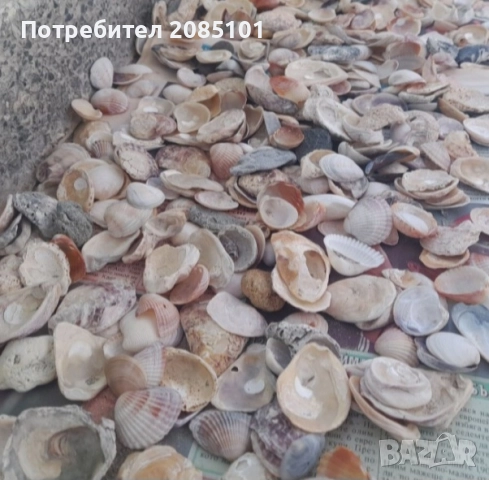 Морски мидички и камъчета, снимка 2 - Други стоки за дома - 52146747