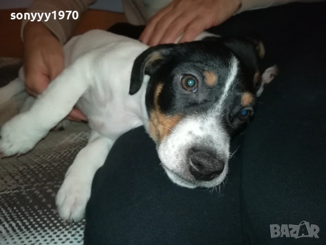 СЛАДКО КУТРЕ-ДЖАКЧЕ МОМИЧЕ 2610251635, снимка 7 - Джак ръсел териер - 52187082